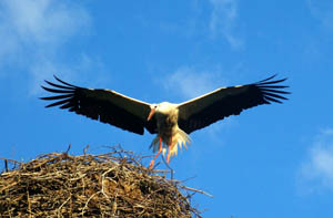 Storch in Oberbronn